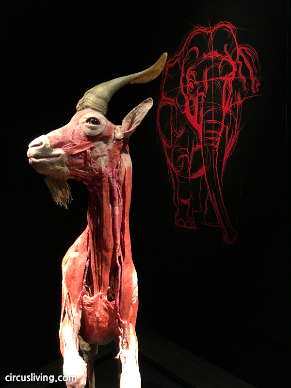 Plastinated Goat at the Animal Inside Out: Body Worlds Exhibit