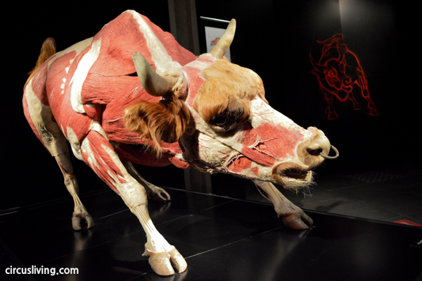 Plastinated Bull at the Animal Inside Out: Body Worlds Exhibit