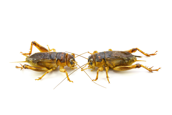 Invertebrate,Animal,Insect,Cricket Insect,Grasshoper,Grasshopper