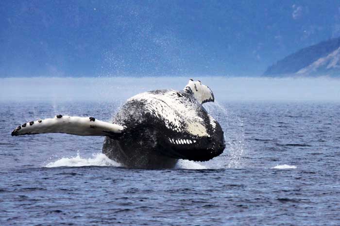 Admire the World's Most Majestic Creatures