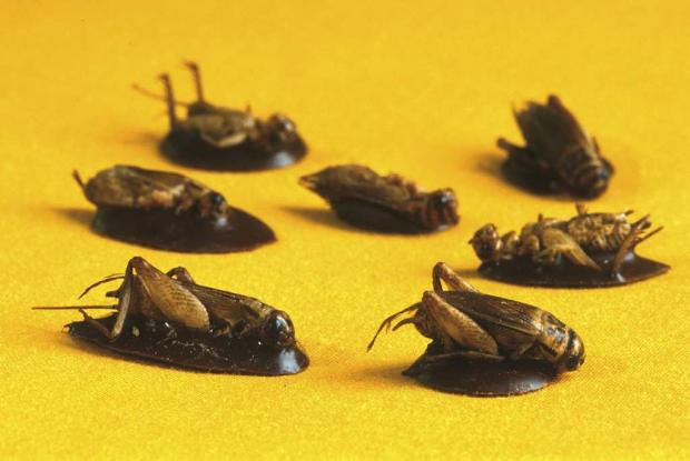 Insectarium's Insect Tastings