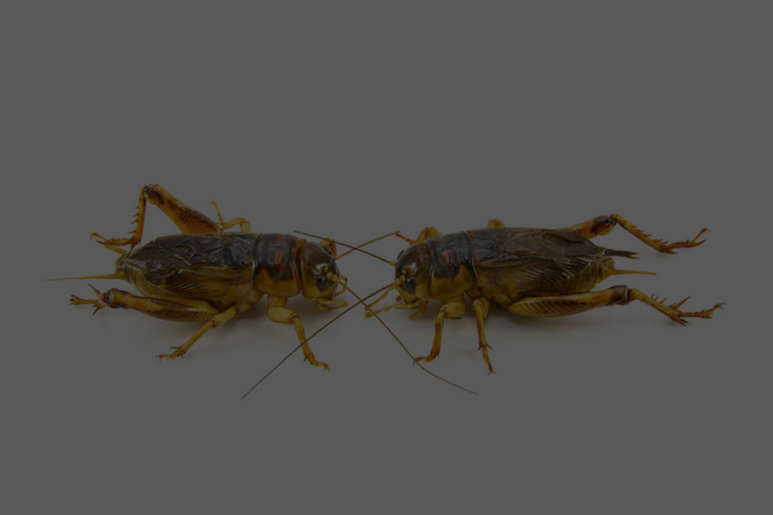 Invertebrate,Animal,Insect,Cricket Insect,Grasshoper,Grasshopper