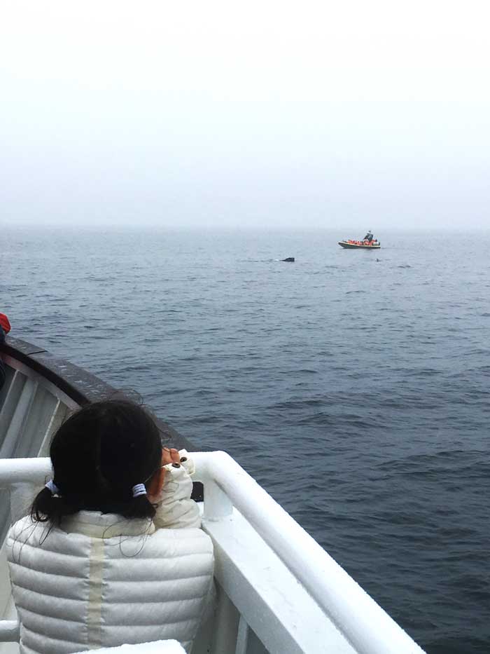 Whale Watching in Quebec